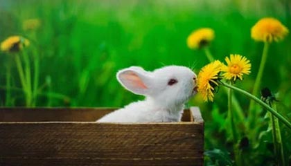 AYX体育官网-AC米兰在意甲积分追平国际米兰，争夺榜首，意甲新赛季ac米兰比赛