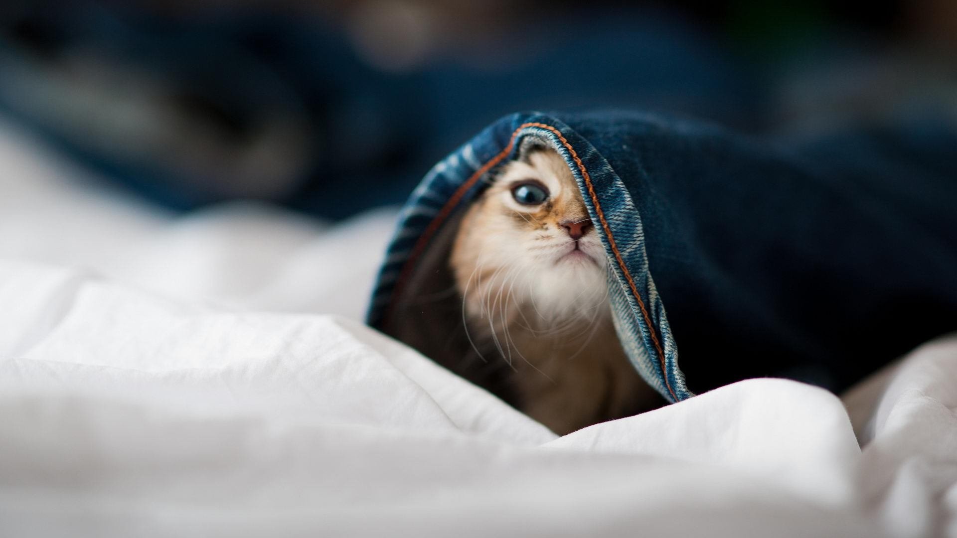 _极地冰雕:在零下温度下坚持比赛的勇士们_,极地冰层