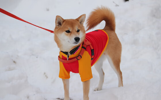 【规则深入】裁判如何应对比赛中的争议犯规?,比赛过程中当裁判员发现误判时只能在什么时间更改判决