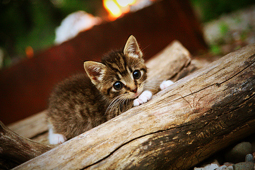 AYX GAMING-“意甲争夺变得愈发激烈，不确定性增加”，意甲联赛集锦