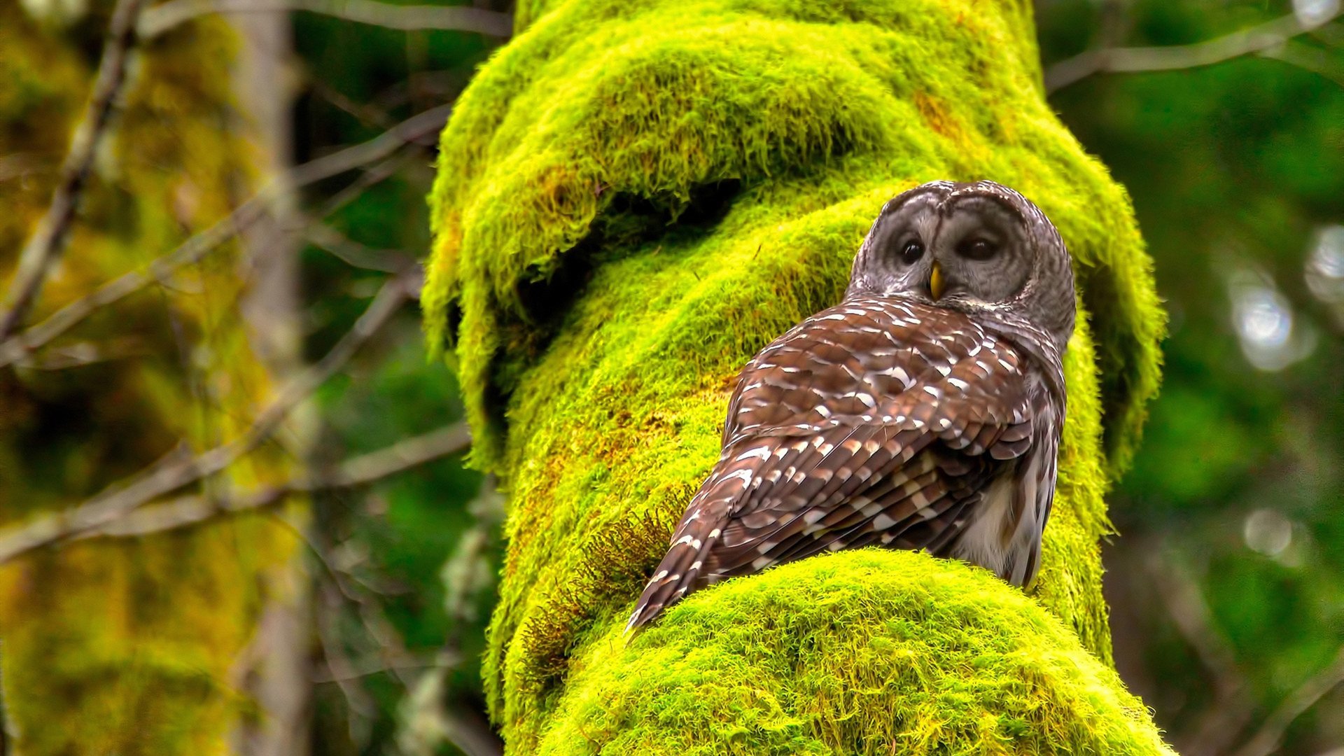 上海国际篮球青年赛吸引多国青年队参赛，2021上海青少年篮球锦标赛