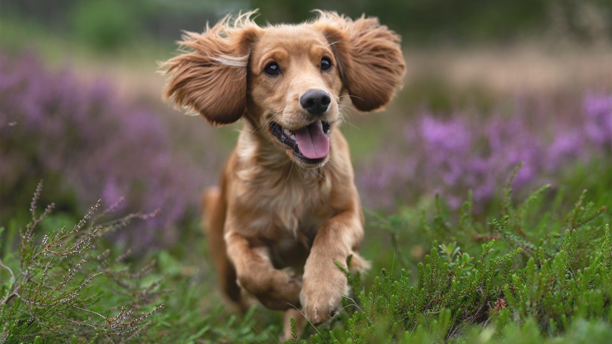 【逆境中的战术应变】球队如何利用规则逆转战局？，足球逆转