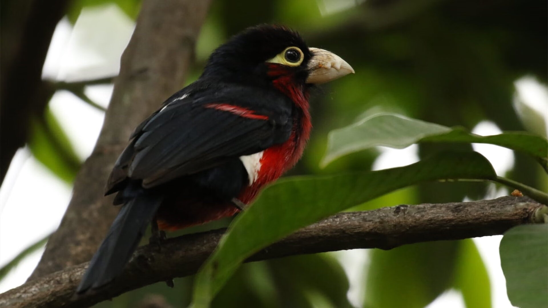 爱游戏中国官方登录入口网站-今年联盟场均得分最高的球员是谁？，联盟得分排行