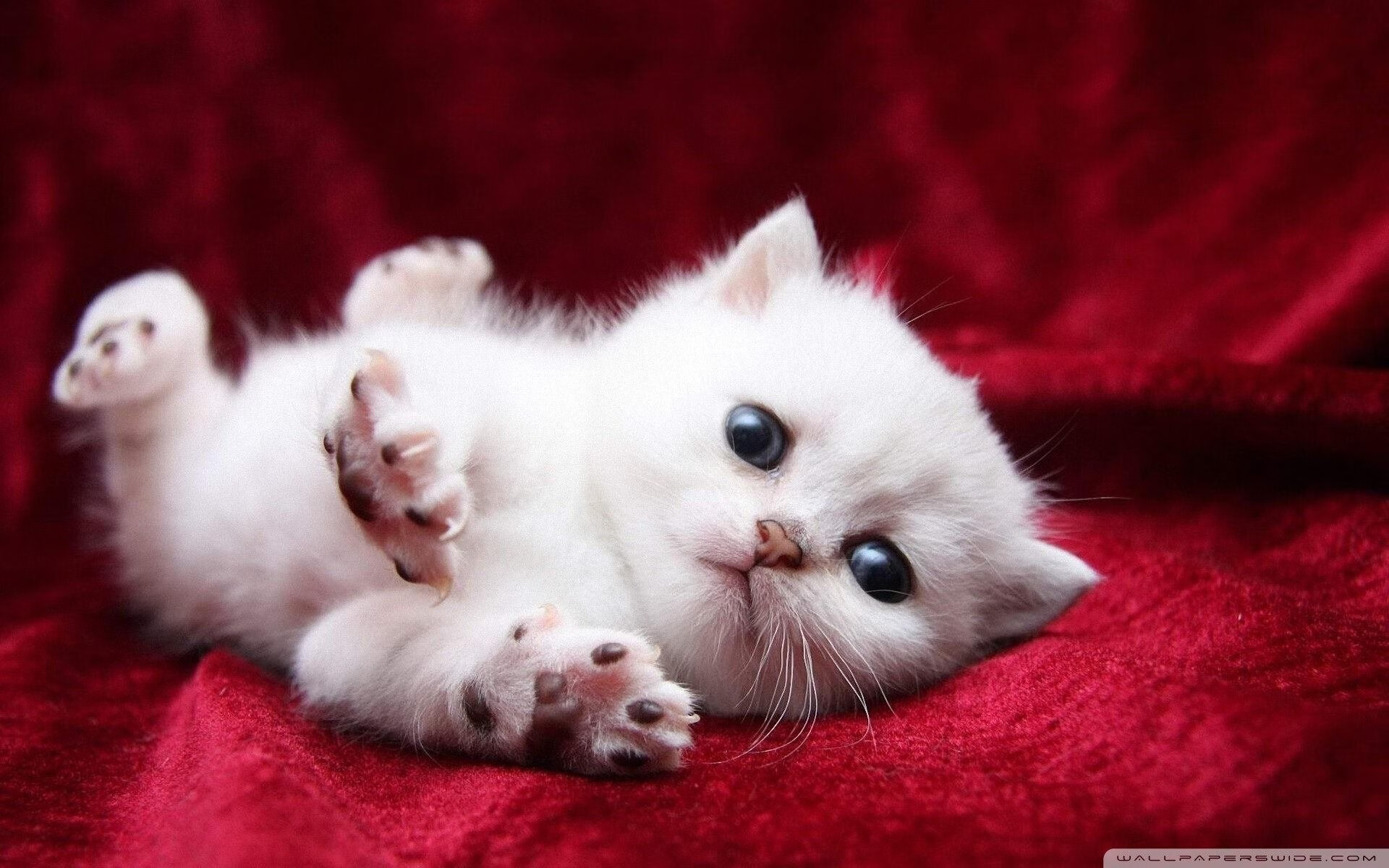 -俱乐部官方“互动日”：球迷感受异国风情，俱乐部日常活动