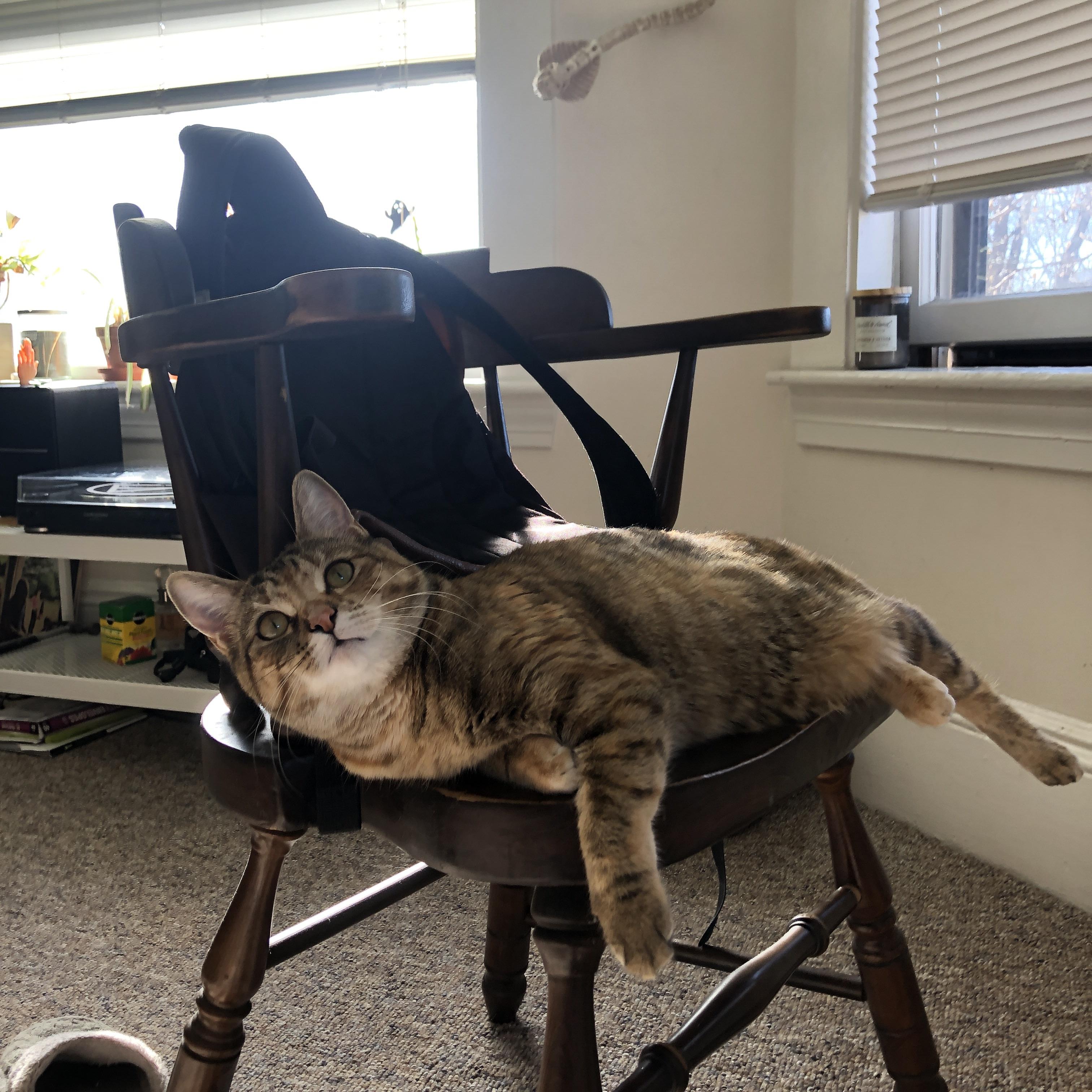 爱游戏 电竞-国家马术队引入国际专家，提升训练质量，国家马术指导