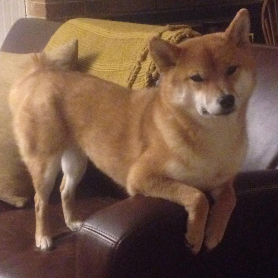 德甲精彩不断,球迷期待未来,德甲 2022