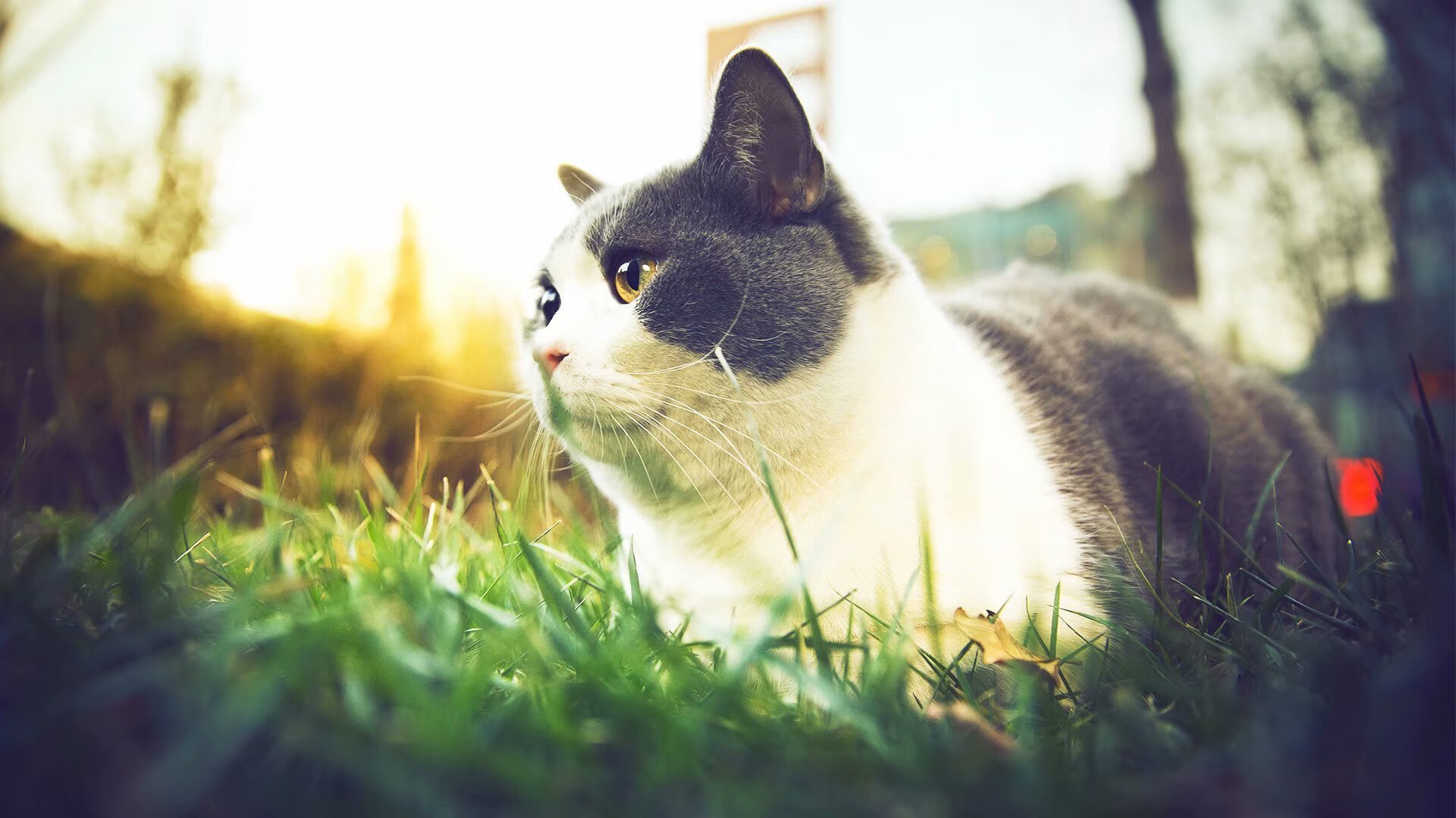 爱游戏官方-意大利网球选手在女子单打中获得铜牌，意大利网球英雄是谁