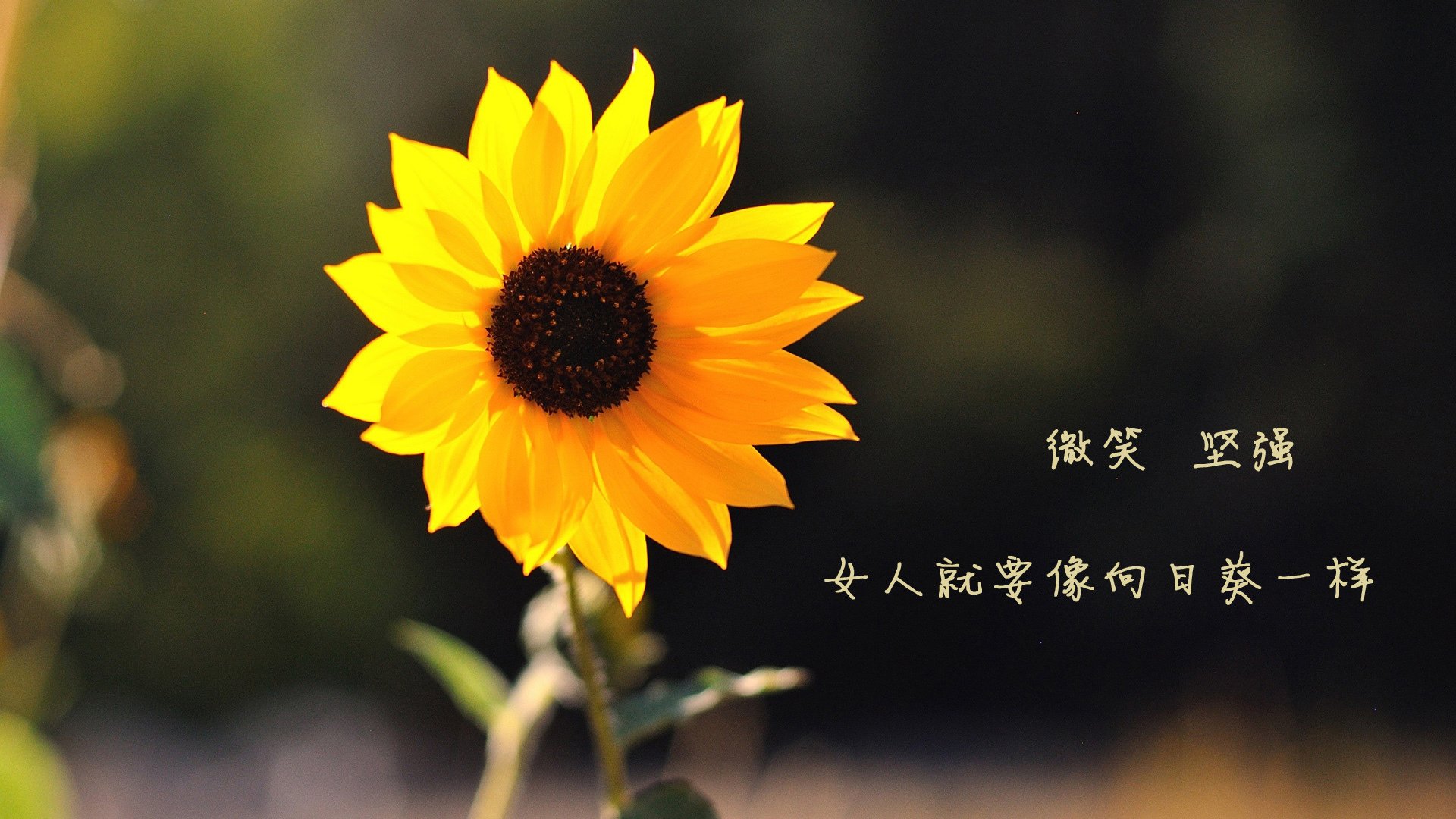 法兰克福2-0沙尔克,乔奥马和洛塞尔斯终场破门,法兰克福对沙尔克直播