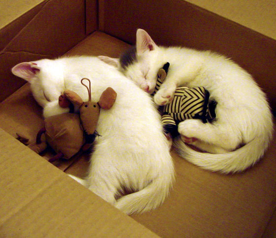 爱游戏娱乐网址-流行瑜伽互动体验，放松身心焕发新活力，瑜伽简单而互动性强的游戏