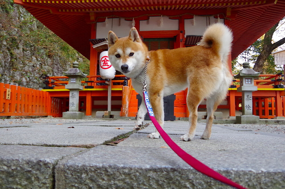 法甲赛况激烈,比分2-1,比赛中精彩突破和远射,关键数据:长传成功率80%、射门准度72%