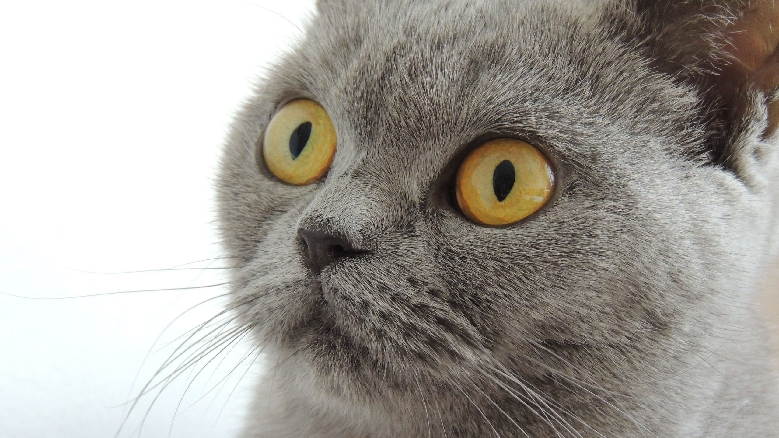 爱游戏综合娱乐-全球精英云集：篮球冠军争夺战如火如荼，篮球 夺冠