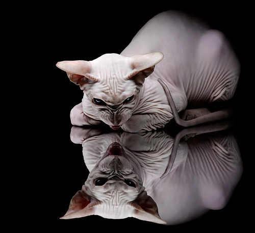 爱游戏app-切尔西女足国际赛事亮眼表现，切尔西女足主帅