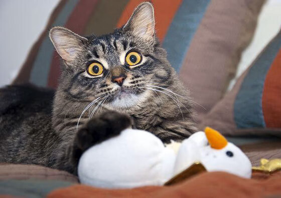 AYX体育官网-女足世界杯球队战术解析，女足世界杯球队战术解析视频