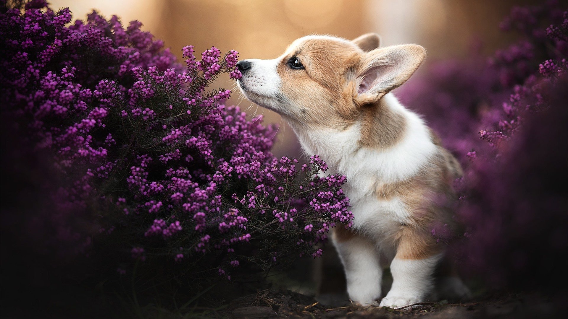 沃尔夫斯堡客场逆转，赢得惊险胜利，沃尔夫斯堡球迷