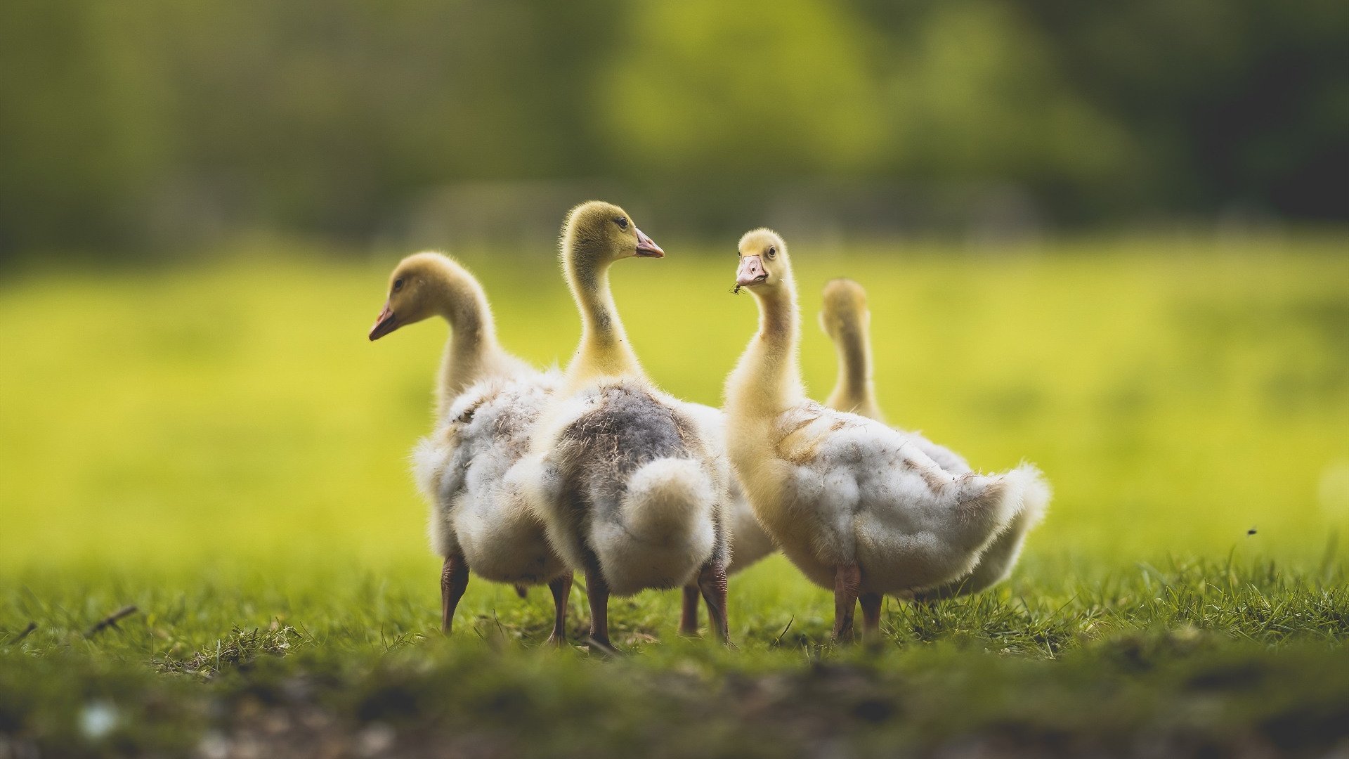 体育界热点:名星球队胜负如何?,球星前十名