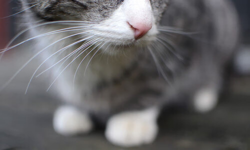 爱游戏app-加拿大主帅：输给塞内加尔太正常了，他们配得上胜利，加拿大国家队主教练