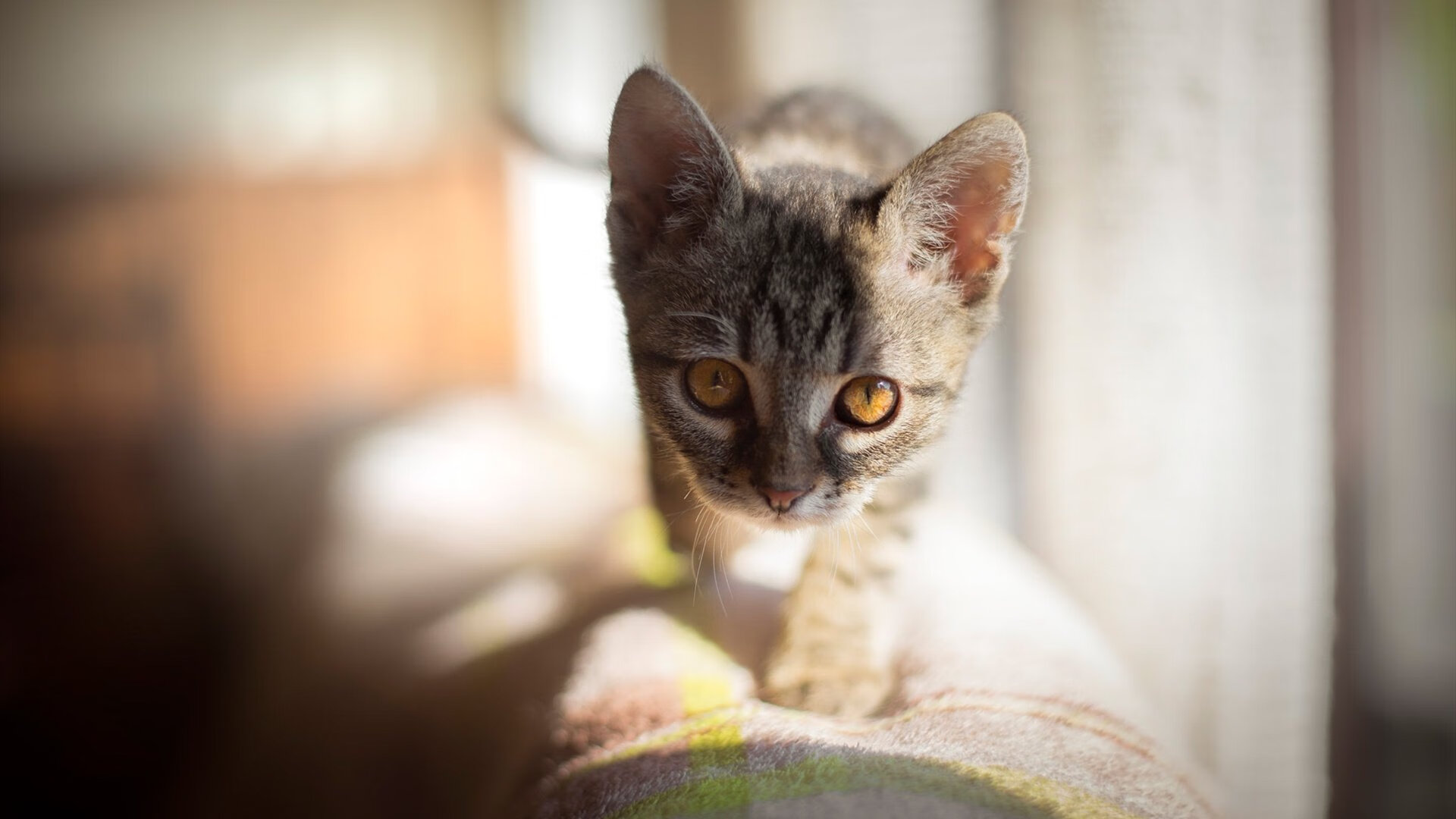 加拿大主帅:输给塞内加尔太正常了,他们配得上胜利,加拿大国家队主教练