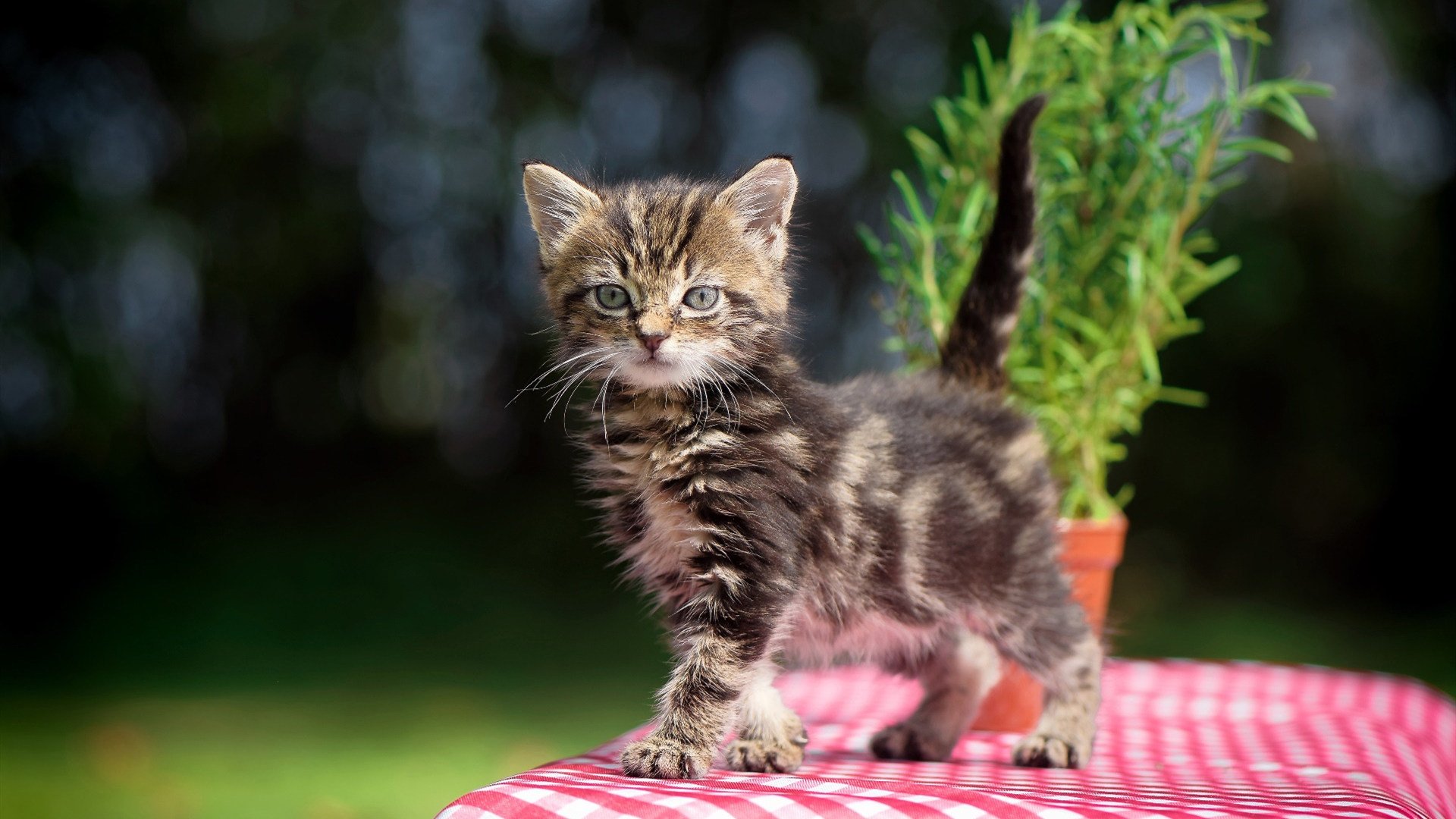 天津泰达队客场被河北精英队逼平，天津泰达足球队怎么了