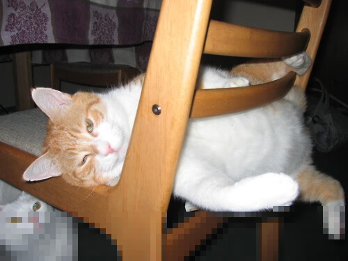 富勒姆传控流畅,白百合盼主场连胜,富勒姆外号叫什么