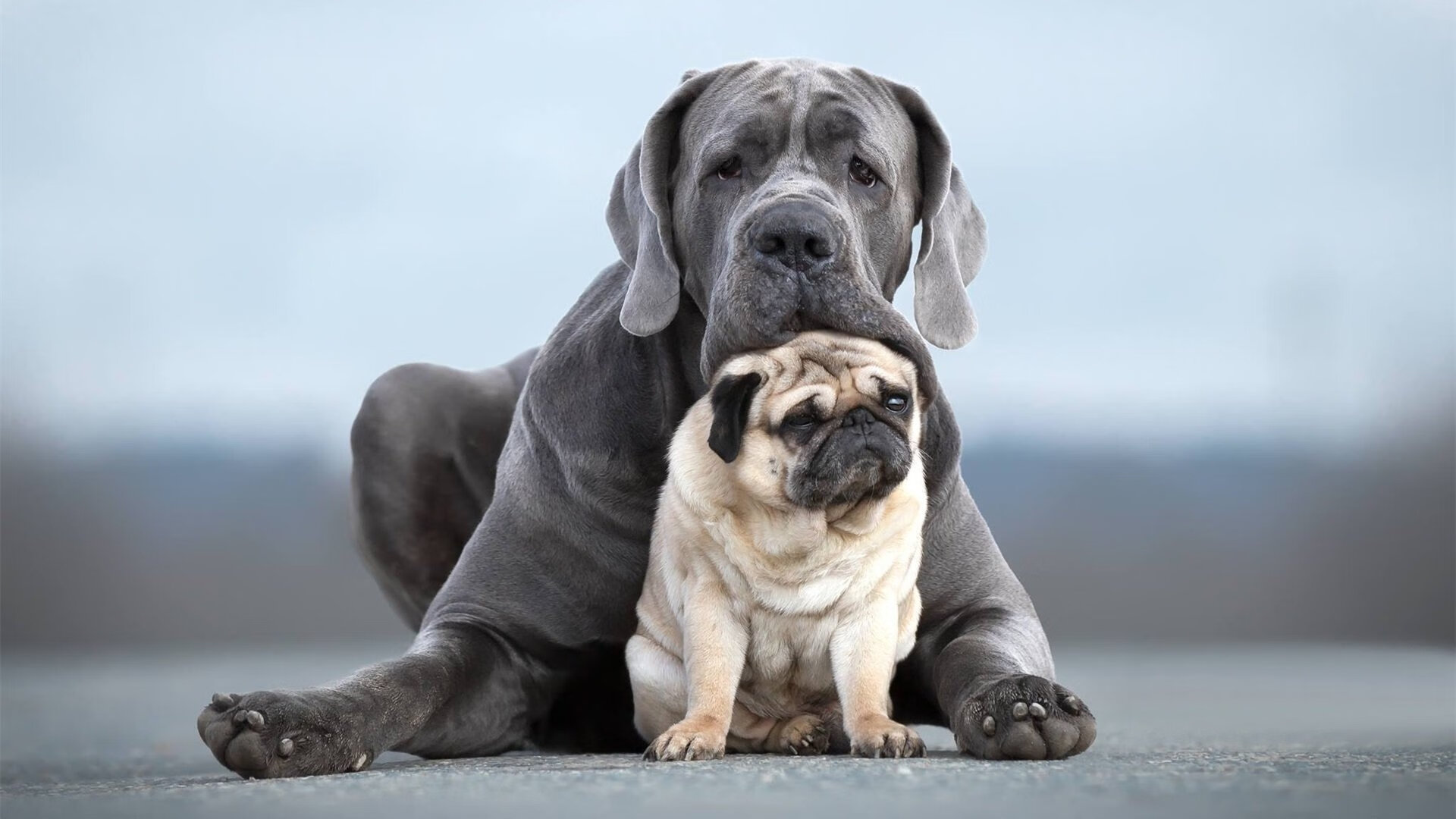 爱游戏体育-巴塞罗那遭受重创，欧冠前景堪忧，巴塞罗那欧冠晋级了吗