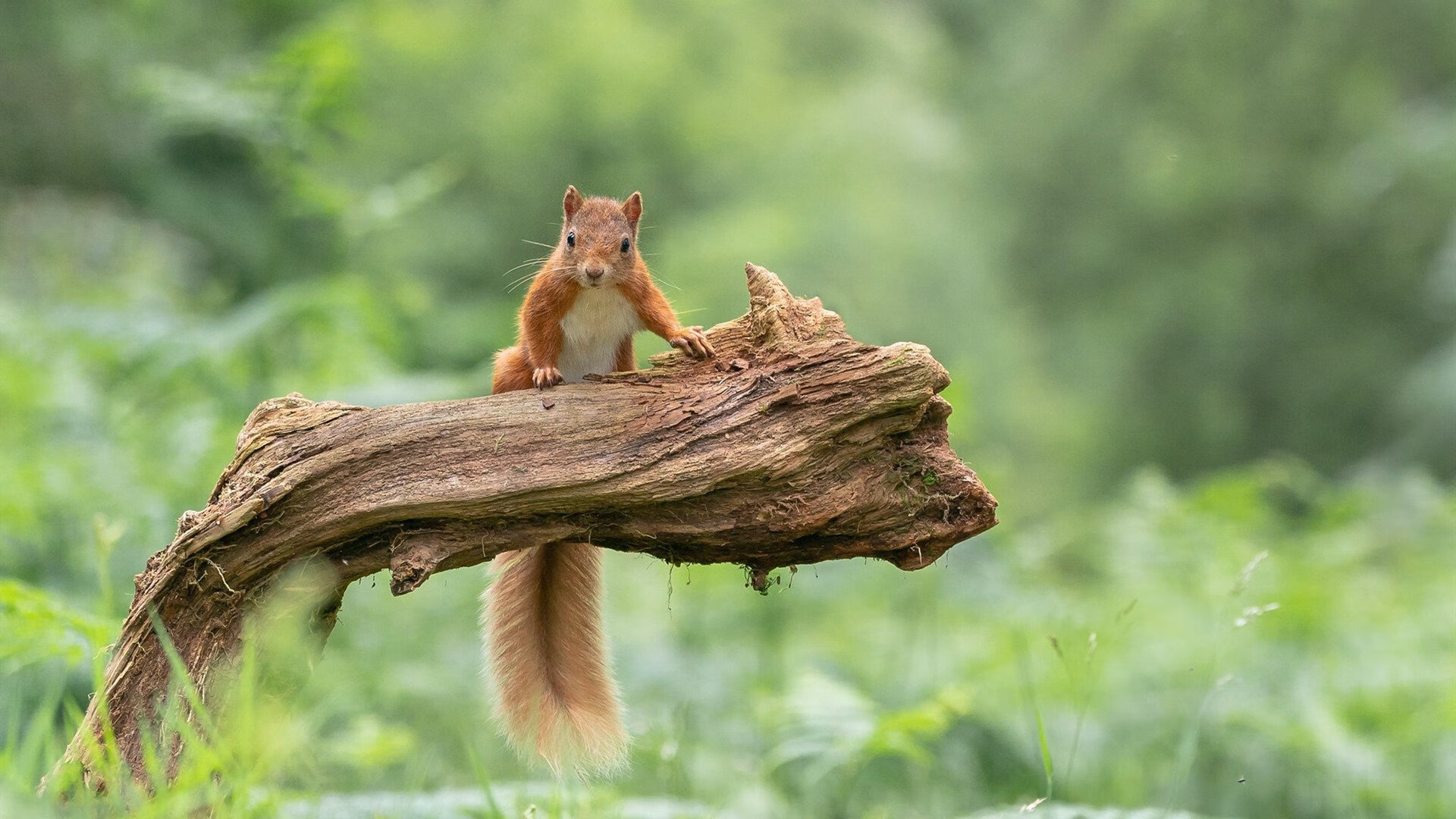 高校运动训练科学管理模式创新实践，运动训练科研管理工作要求