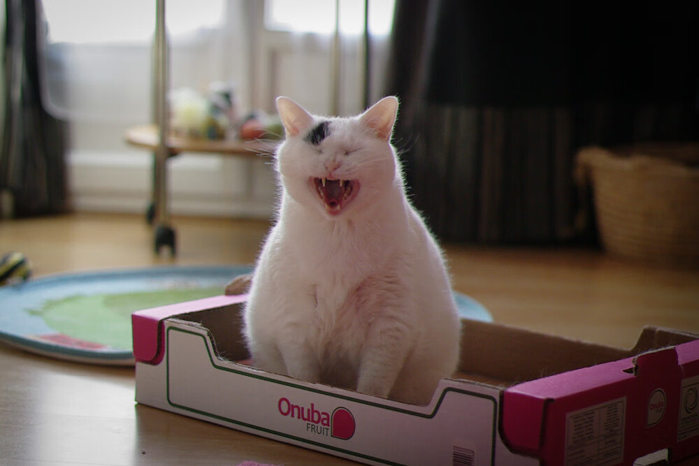 “汤姆·佩顿：从新星到强者，短泳项目迎来突破”