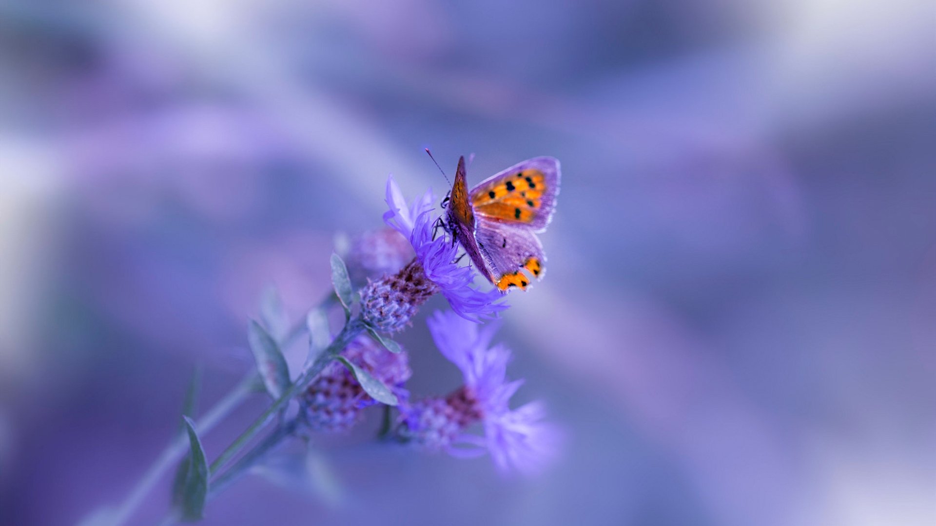 中国男篮调整进攻节奏适应比赛需求，中国男篮规则