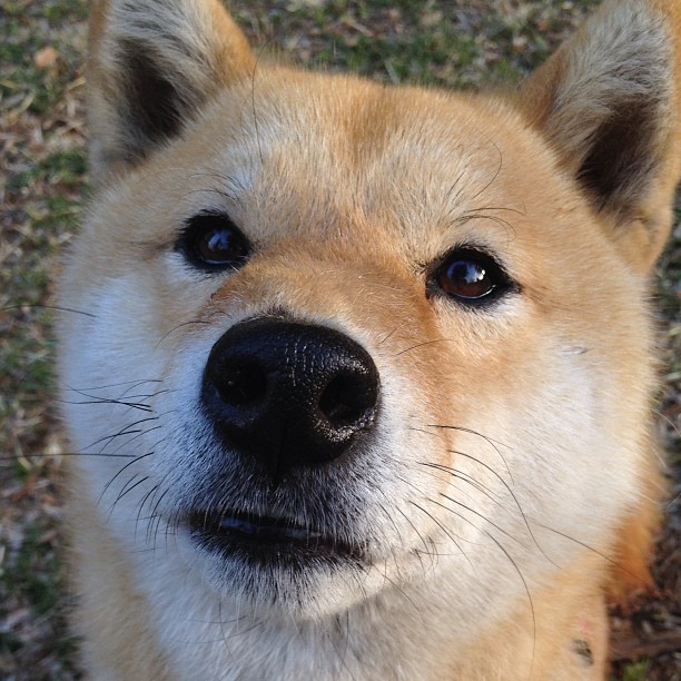 五大联赛技战术培训是否已下沉至青训基层,5大联赛的发展