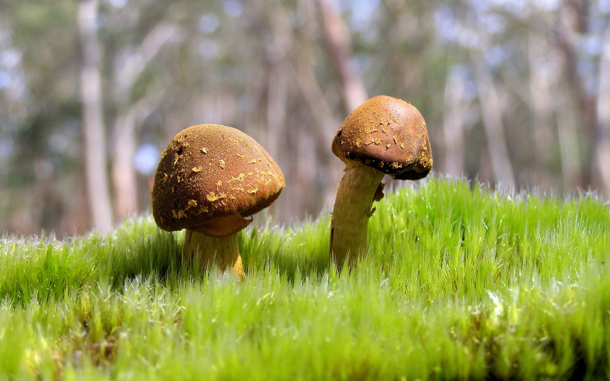 AYX GAME-花样滑冰动作难度不断提升精彩纷呈，花样滑冰动作讲解