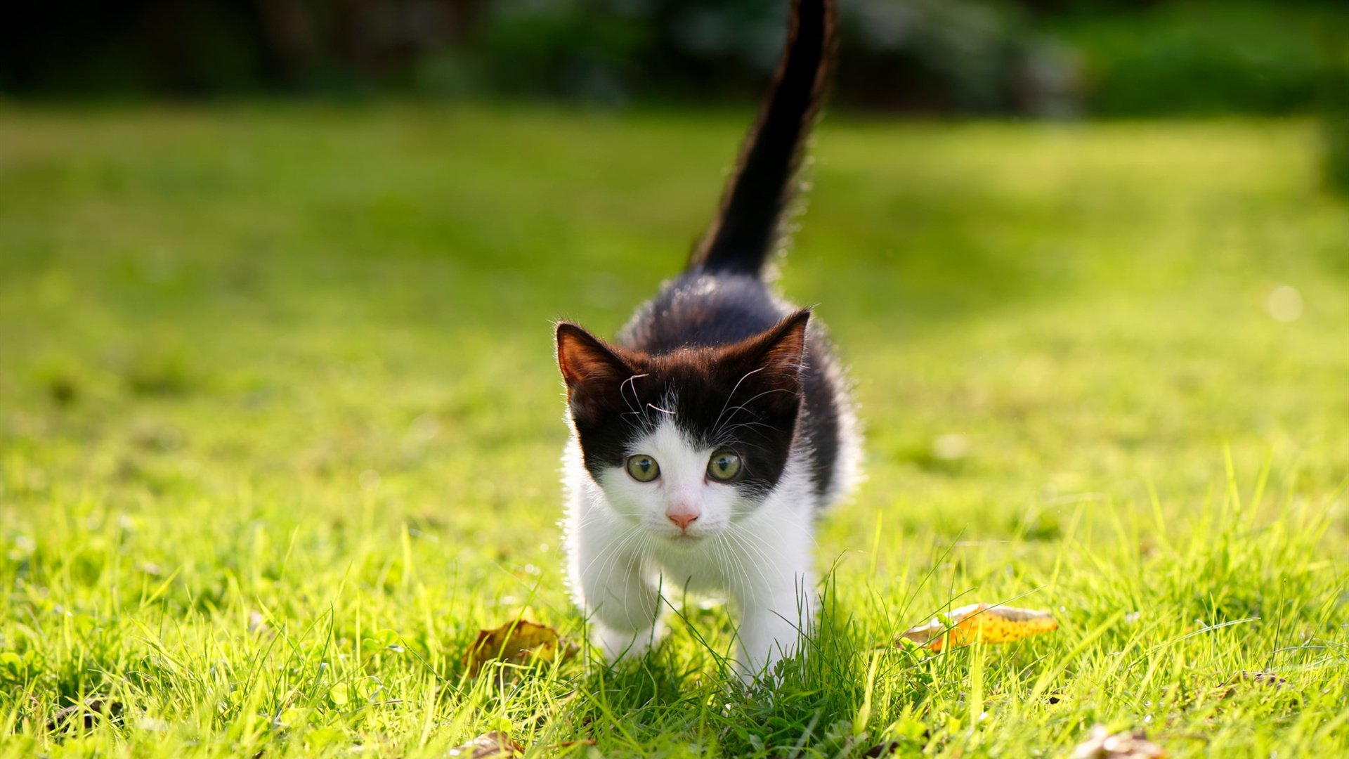 中超联赛外援与本土配合数据比，中超外援到位情况