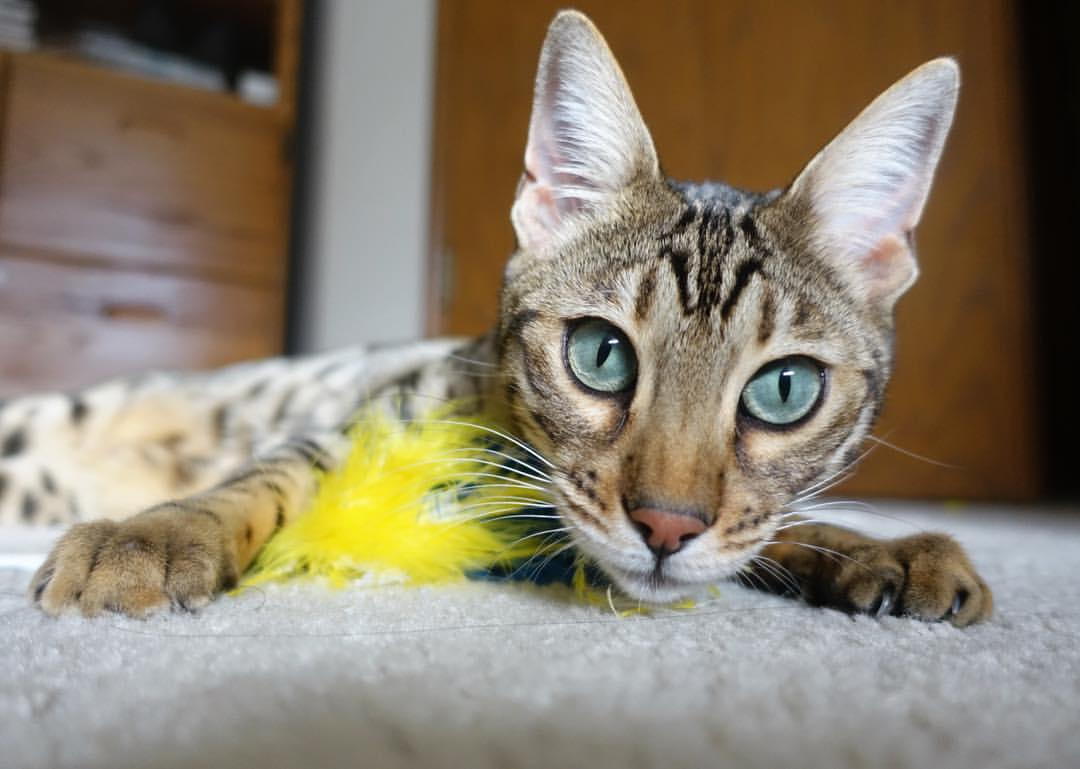 爱游戏中国官方登录入口网站-中立代表队A男队自由泳冲刺爆发，中国队自由泳接力铜牌