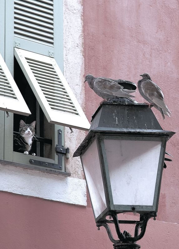 乌干达男篮在非洲大赛中争夺金牌，竞技水平不断提高