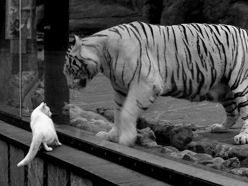 爱游戏体育（AYX）官方APP下载-Chinese Taipei乒乓战术：独特发球战术与快速反击的结合，乒乓台北