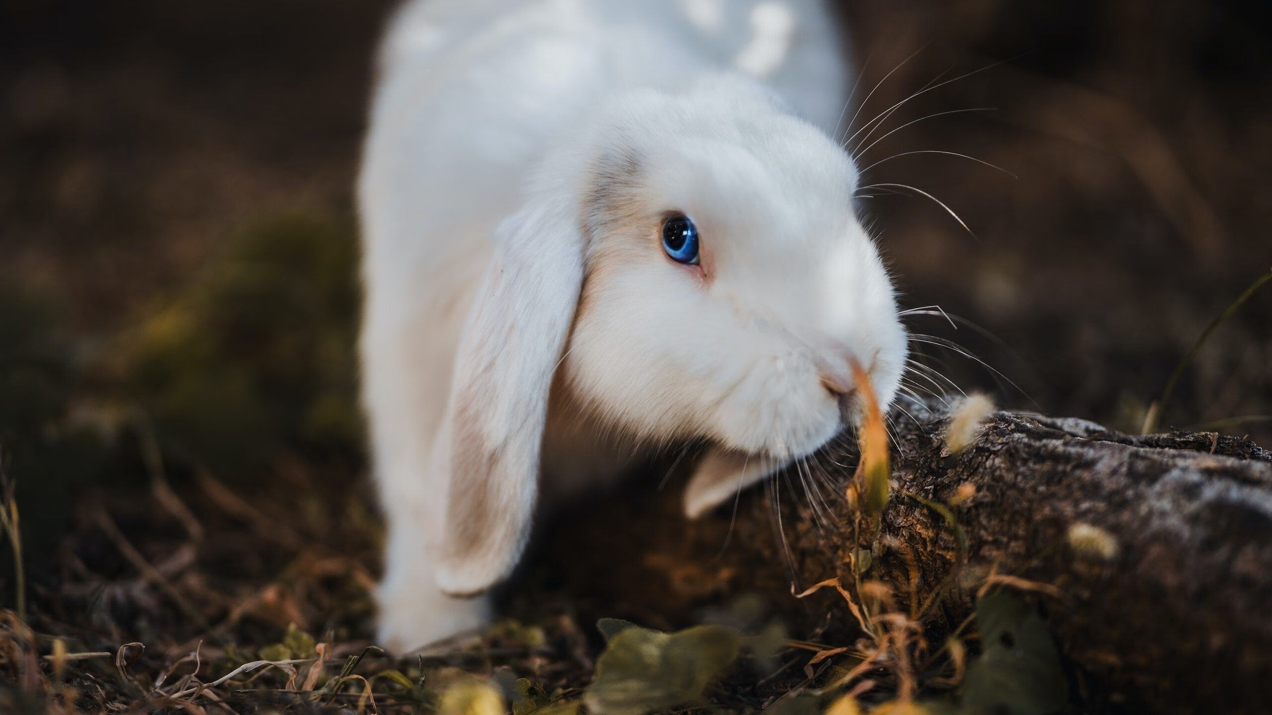 “俱乐部世界杯正式开幕,32强逐鹿美国”