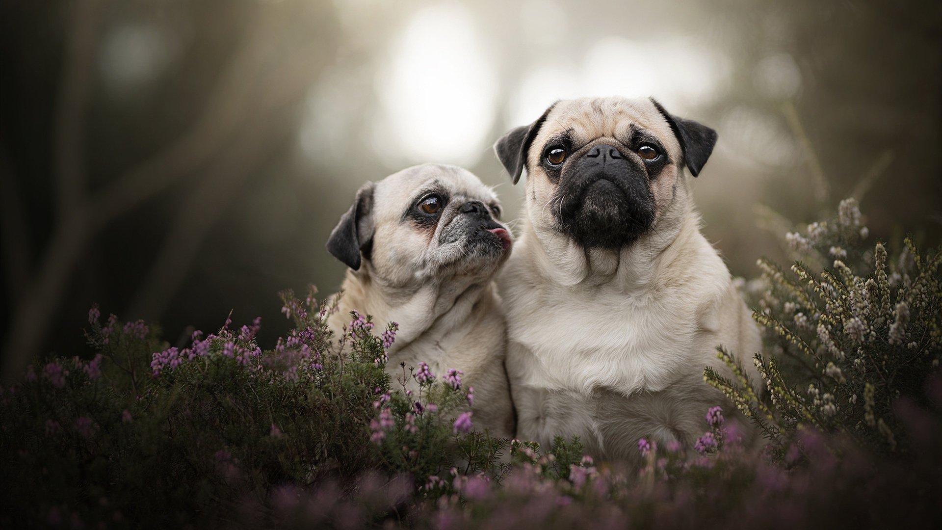 加拿大队赛制分析:如何在赛制中保持战术灵活与精准执行,加拿大赛程500